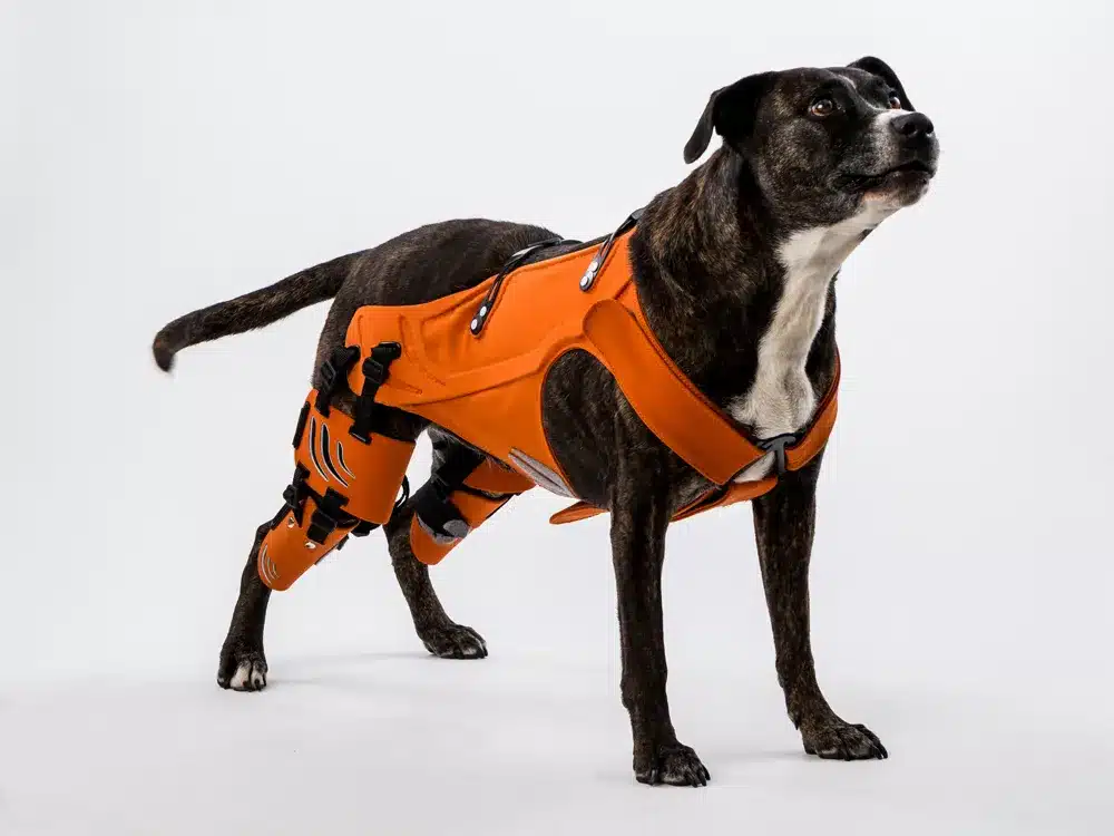 Hipster Harness: For Dogs with Hip Dysplasia