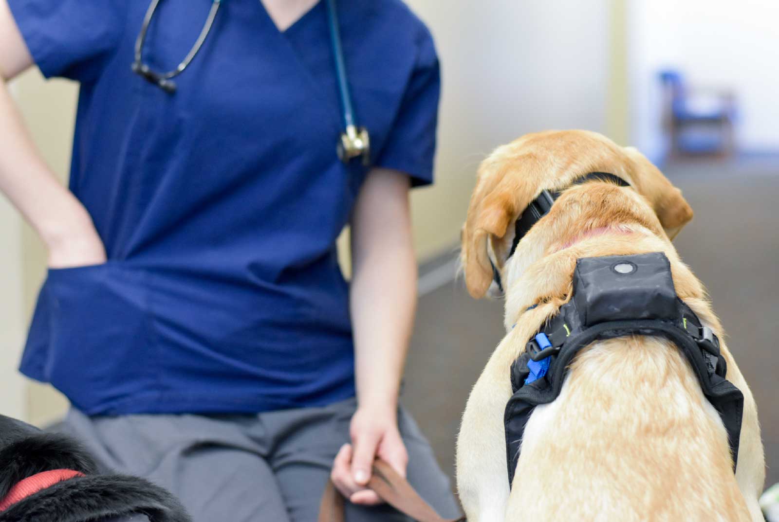 Enhancing Pet Lives Through Health Tracking Devices