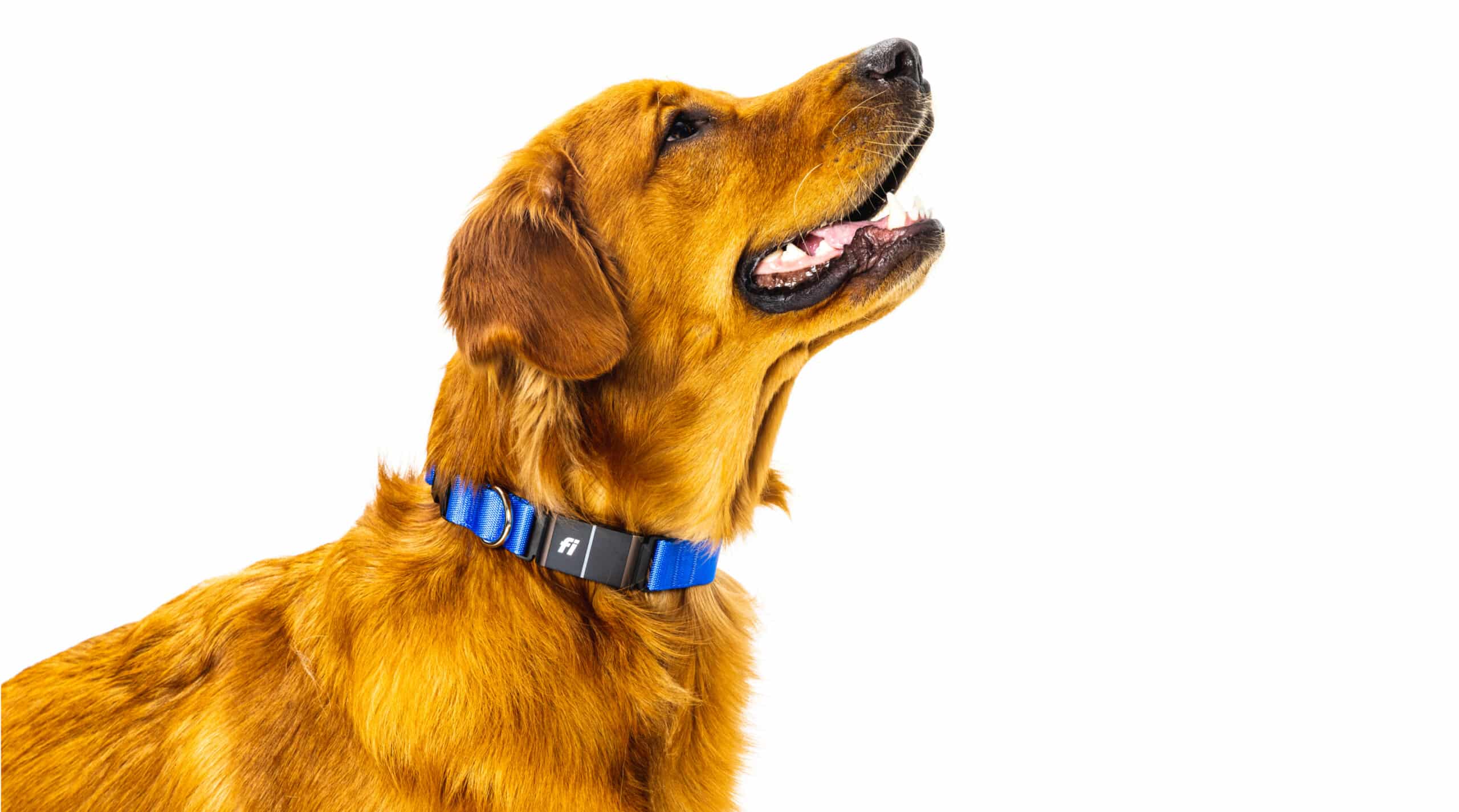 Fi Smart Dog Collar Series 3