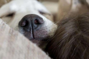 Pawsome Sleep Trackers: Enhancing Pet Well-being!
